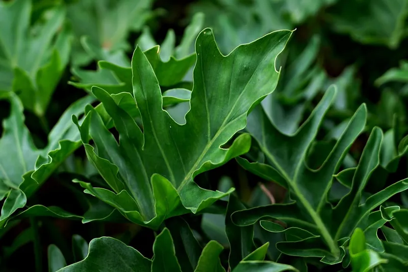 Lush green tropical plant leaves with deep lobes.